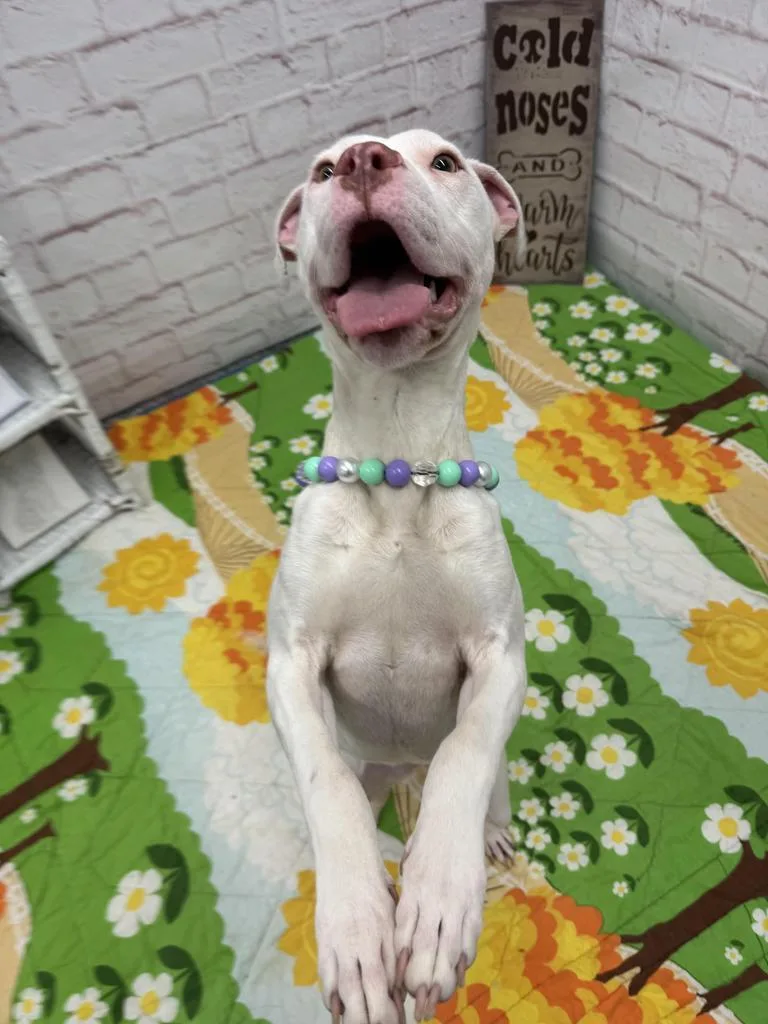 Patty O'paws photo 1