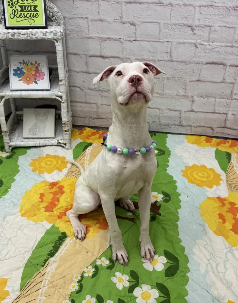 Patty O'paws thumbnail 2