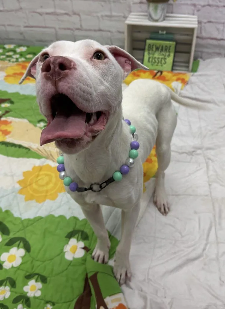 Patty O'paws thumbnail 3