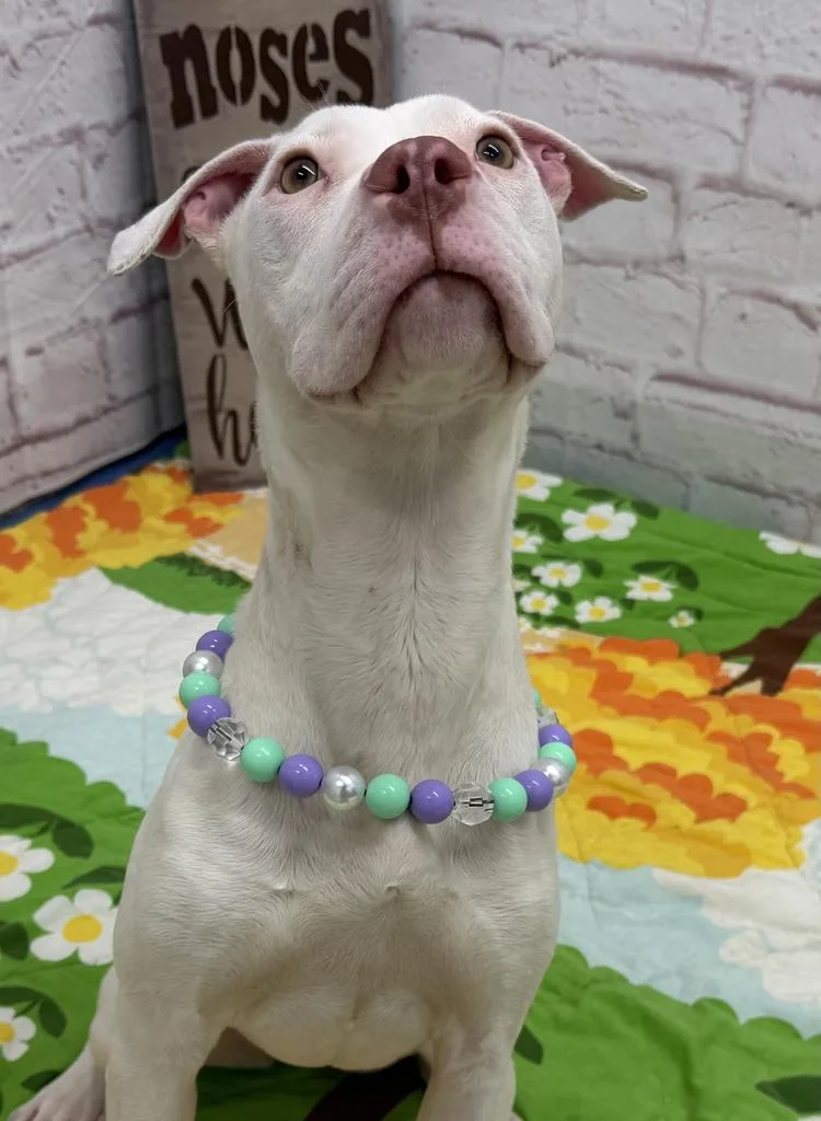 Patty O'paws thumbnail 4