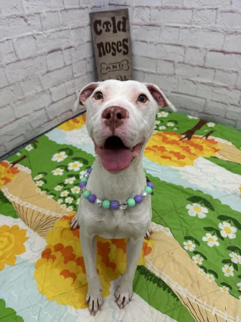 Patty O'paws thumbnail 5