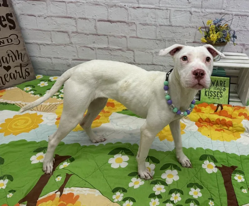 Patty O'paws thumbnail 6