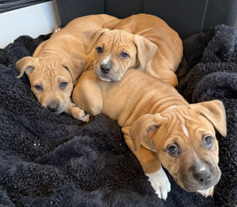 Monroe & Presley thumbnail 2