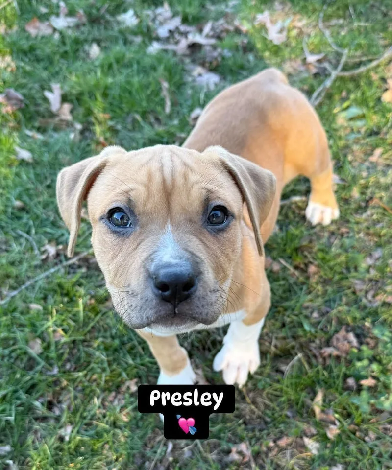 Monroe & Presley thumbnail 3