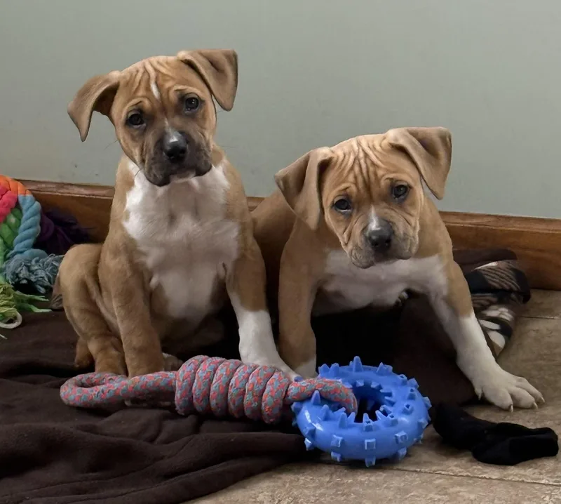 Monroe & Presley thumbnail 4