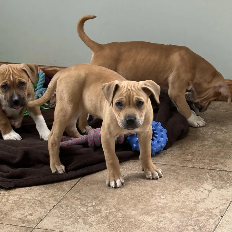 Monroe & Presley thumbnail 5