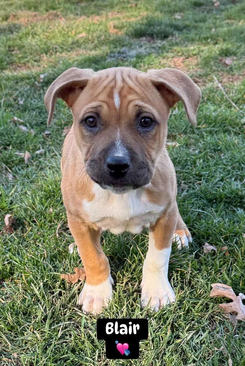 Monroe & Presley thumbnail 6