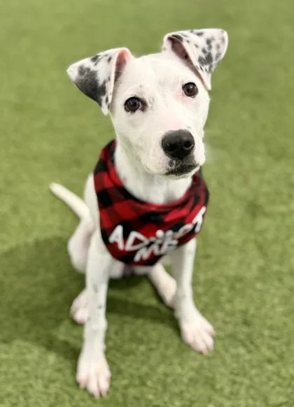 Princess thumbnail 2