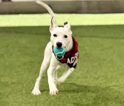 Princess thumbnail 3