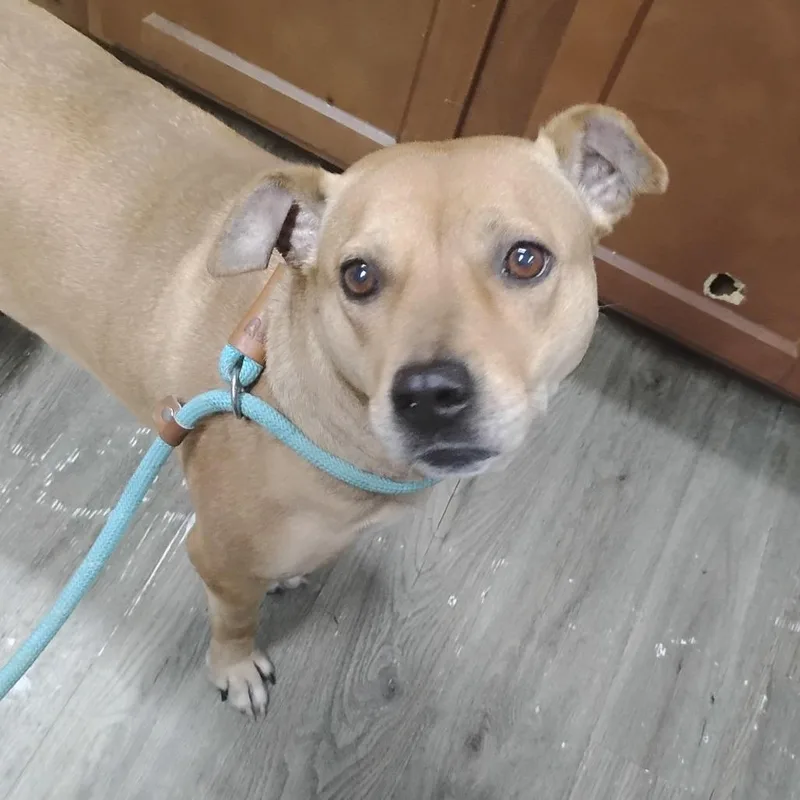 An adult medium-sized female Yellow / Tan / Blond / Fawn Mixed Breed dog named Clara for adoption in Summerville, SC