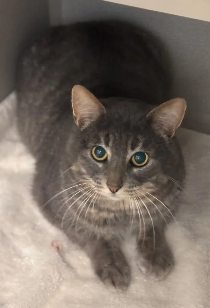 Ricochet thumbnail 2