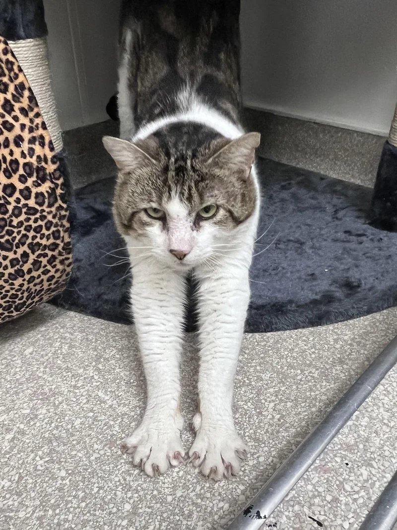 Chester Rm thumbnail 3