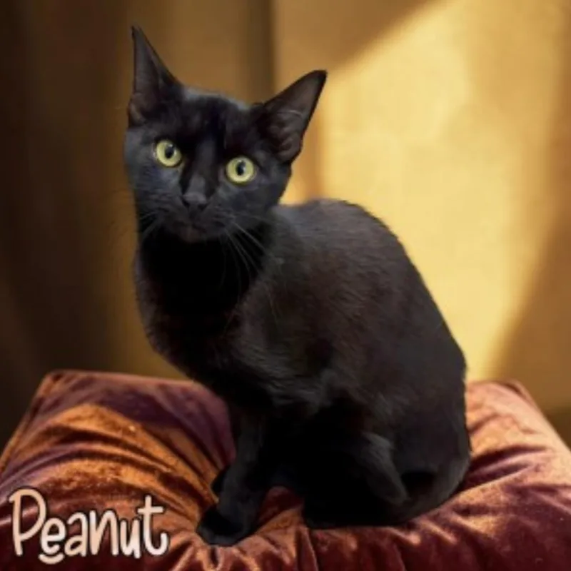 Peanut