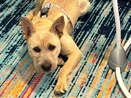 Winndixie thumbnail 3