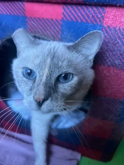 Princess thumbnail 2