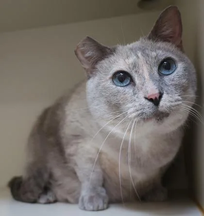 Princess thumbnail 3