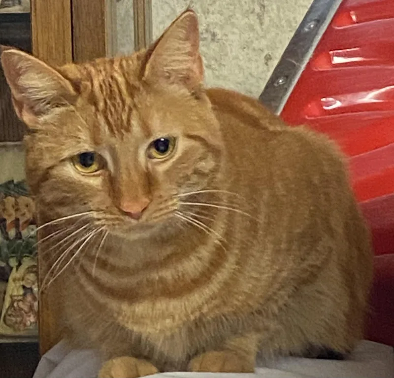 Orange Girl  Double thumbnail 3