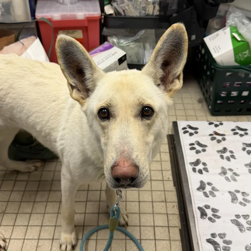 Calla Fka Candy thumbnail 2