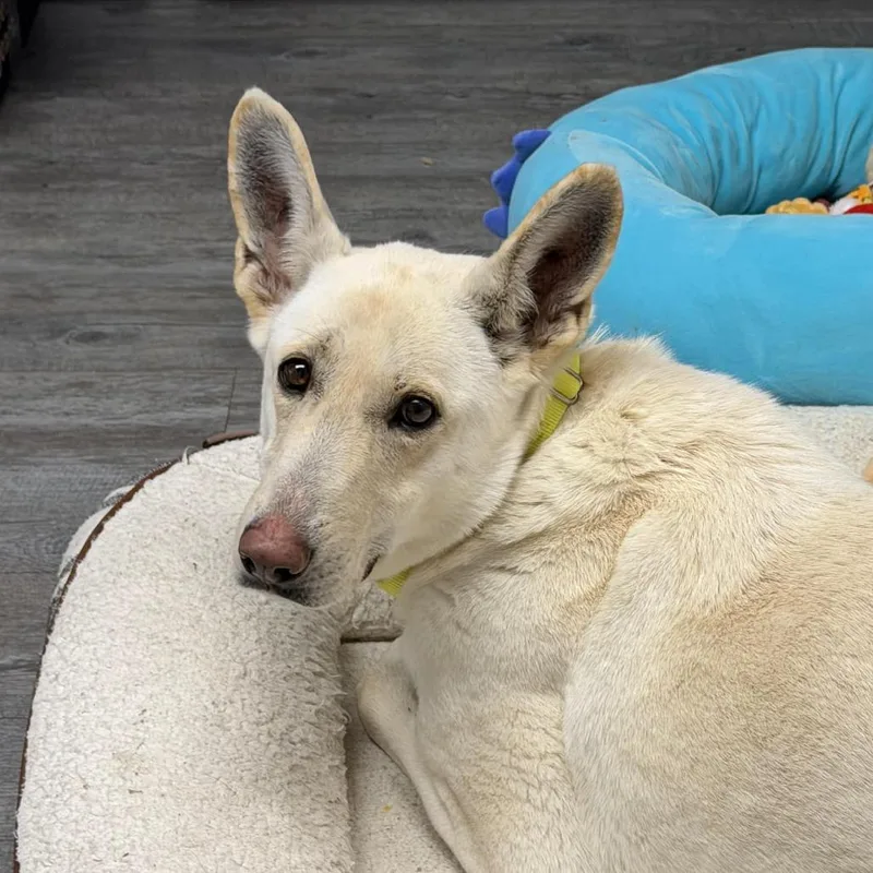 Calla Fka Candy thumbnail 3