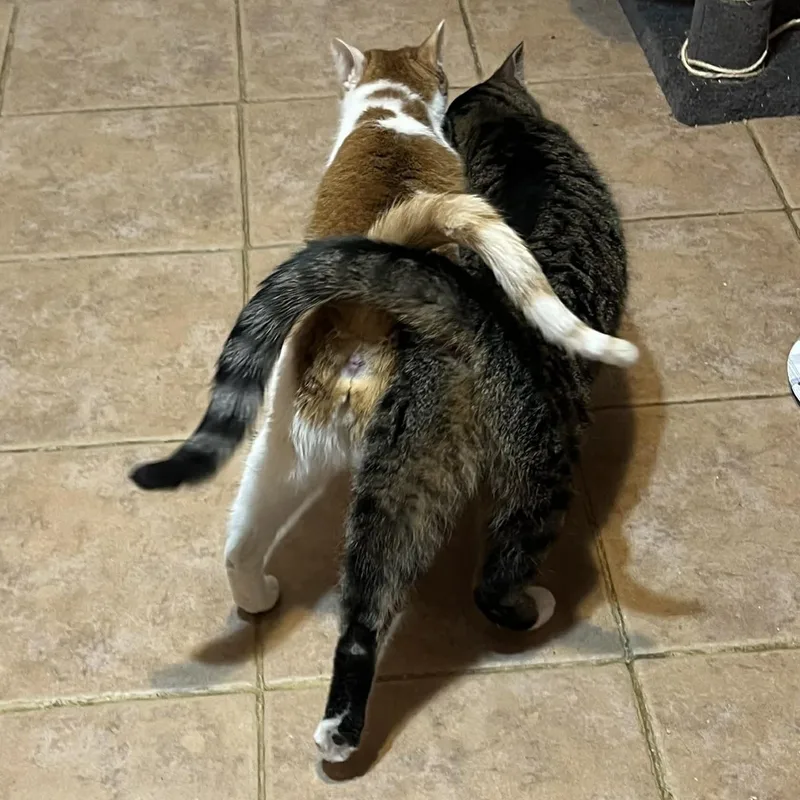 Sunshine And Rain thumbnail 2