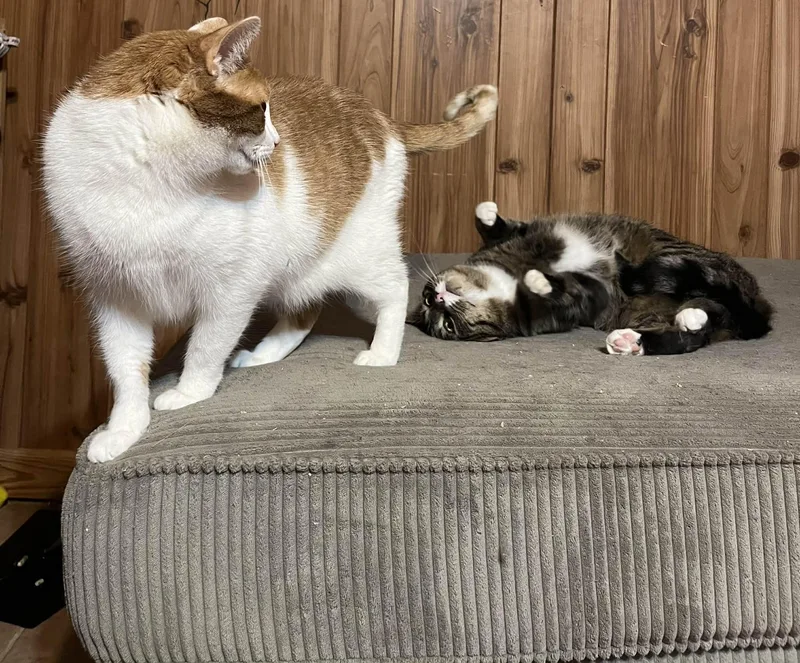 Sunshine And Rain thumbnail 4