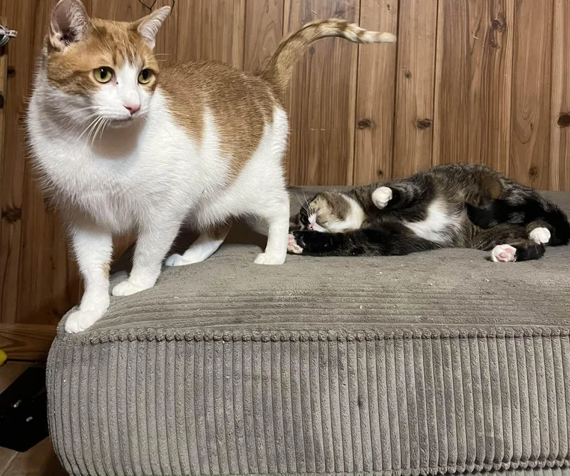 Sunshine And Rain thumbnail 6