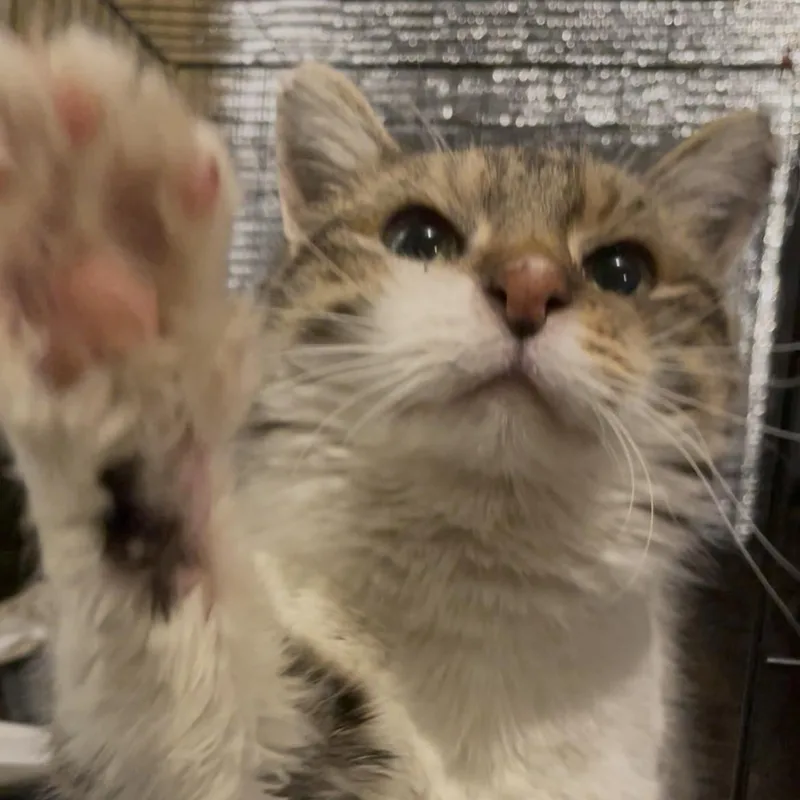 A young medium-sized female White Domestic Short Hair cat named Kewpie for adoption in Kent, OH