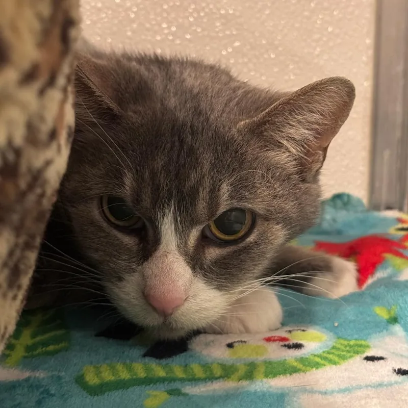 Graceland thumbnail 3