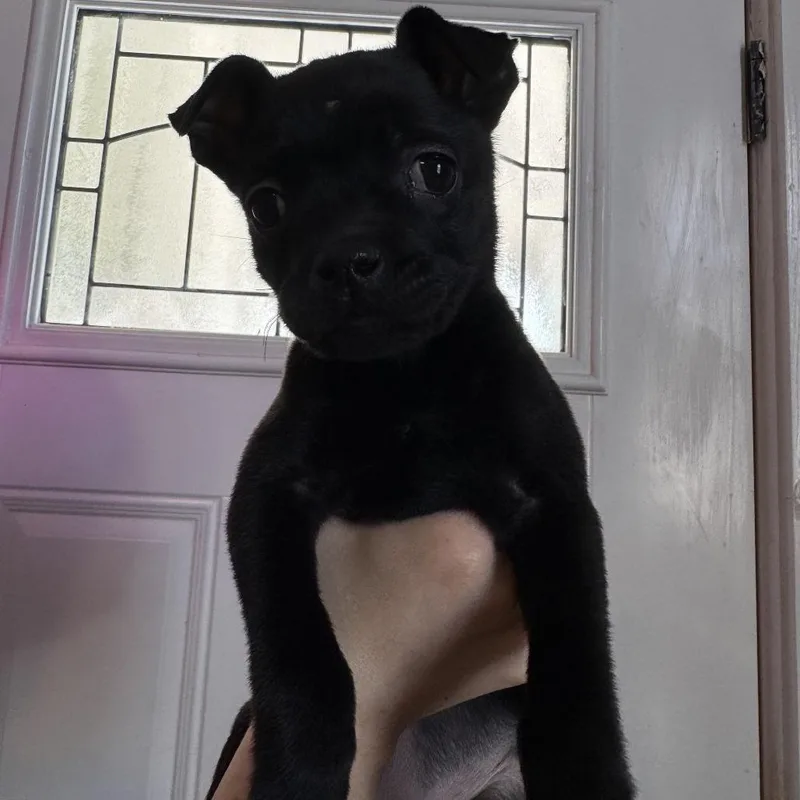 Black Bean thumbnail 2