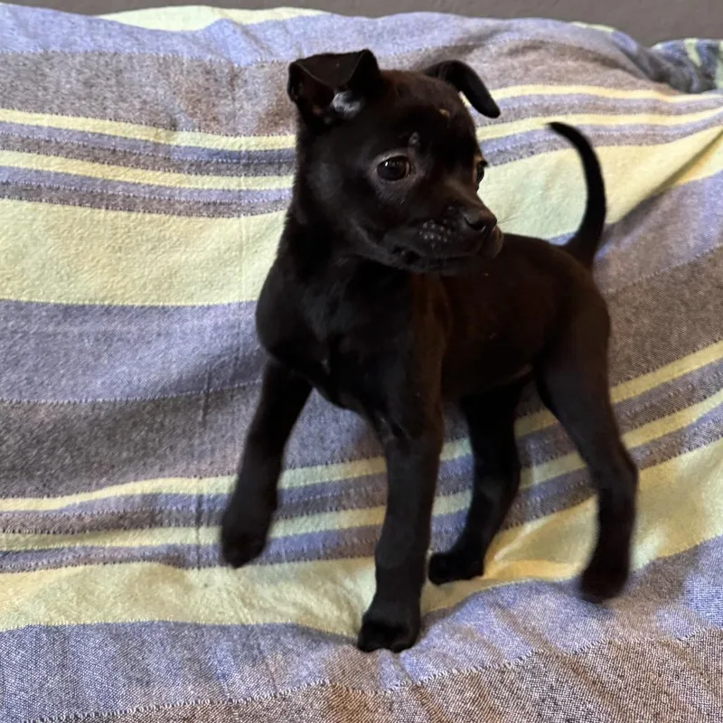 Black Bean thumbnail 3