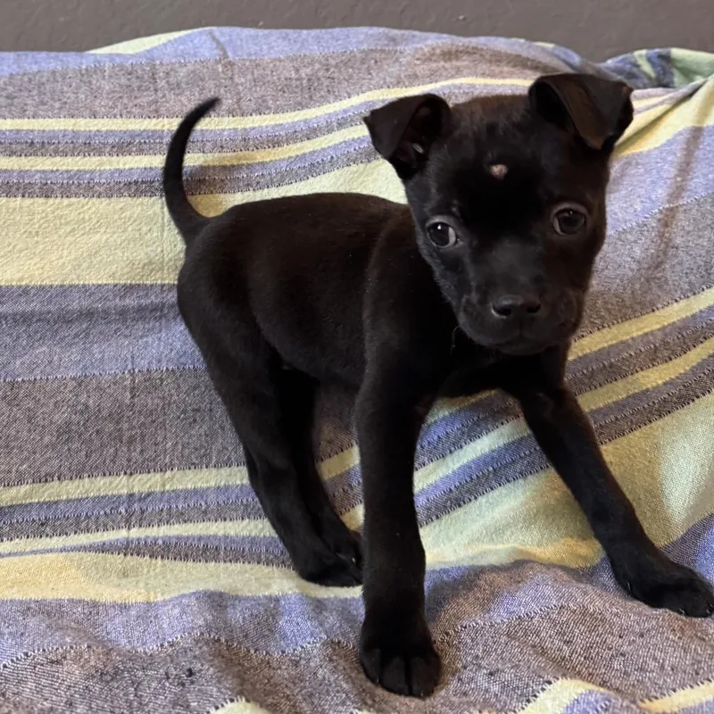 Black Bean thumbnail 4