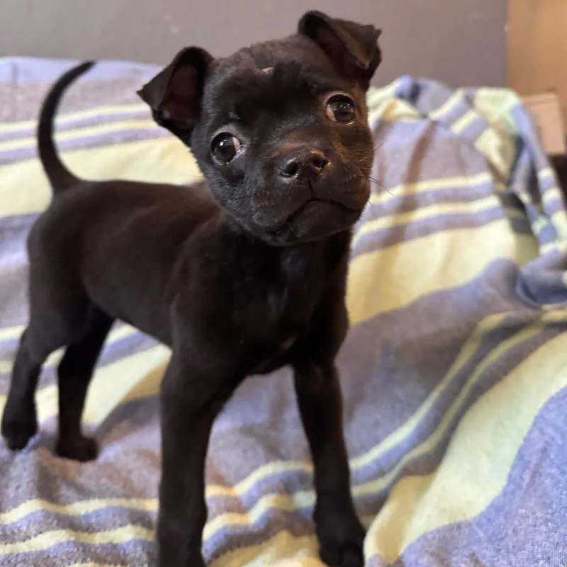 Black Bean thumbnail 5