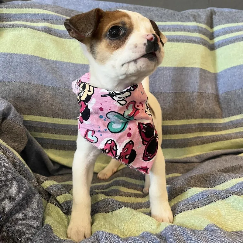 Tortilla thumbnail 2