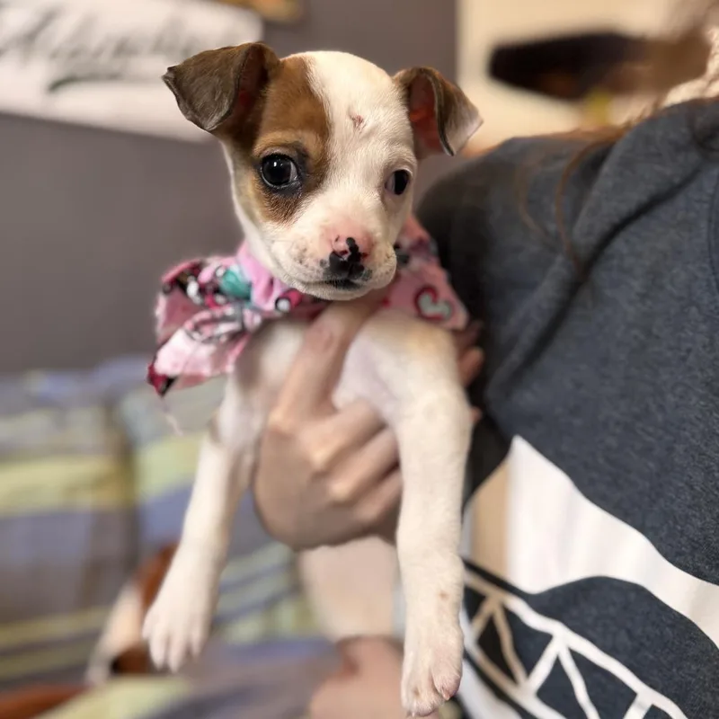 Tortilla thumbnail 3