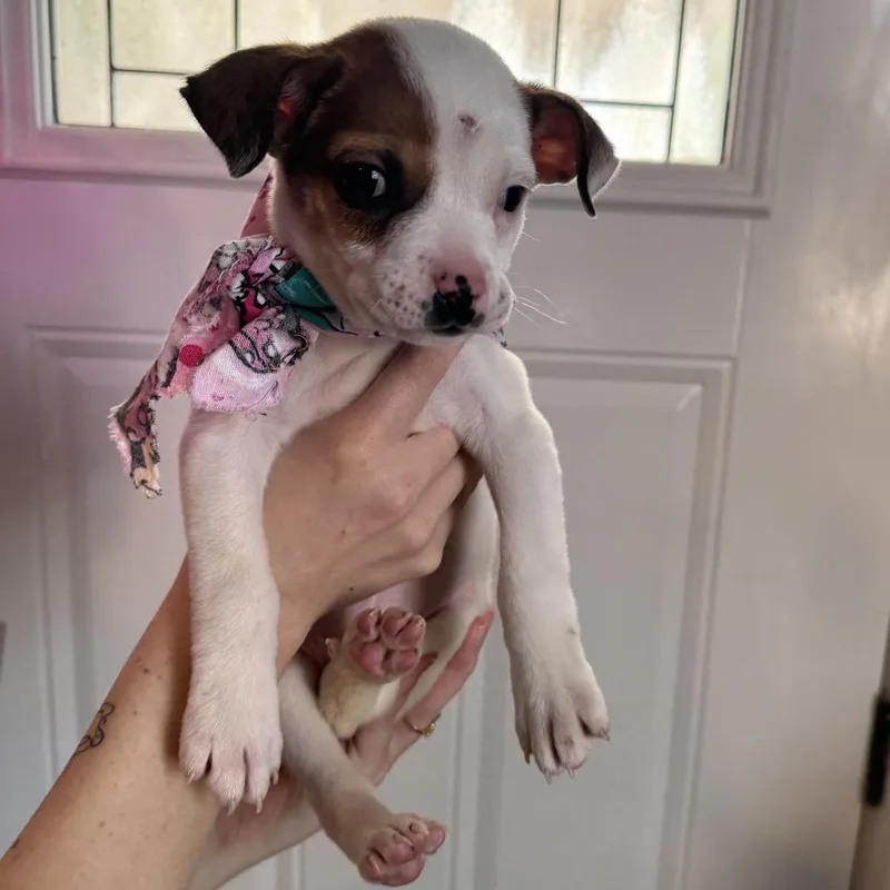 Tortilla thumbnail 4