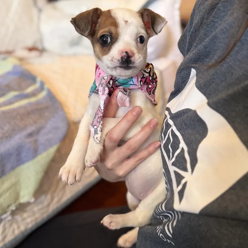 Tortilla thumbnail 5