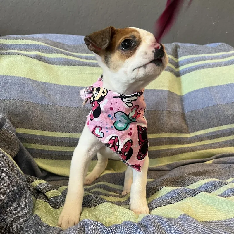 Tortilla thumbnail 6