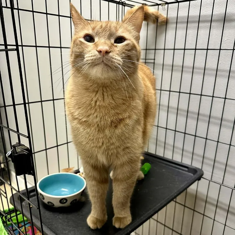 Boydoffice thumbnail 2