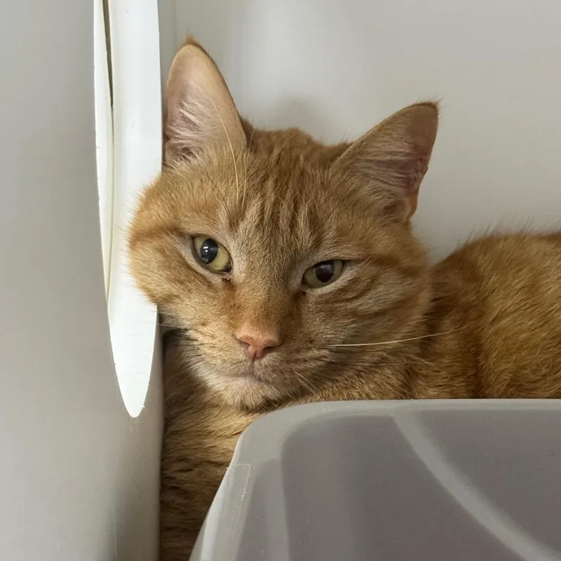 Boydoffice thumbnail 5