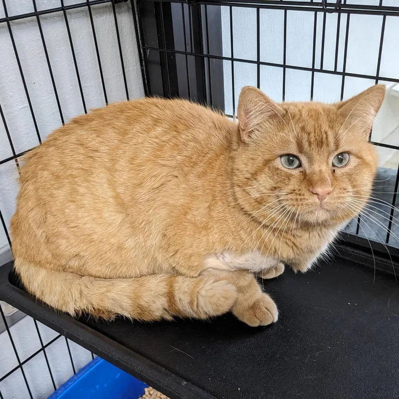 Swiss Eureka Petsense