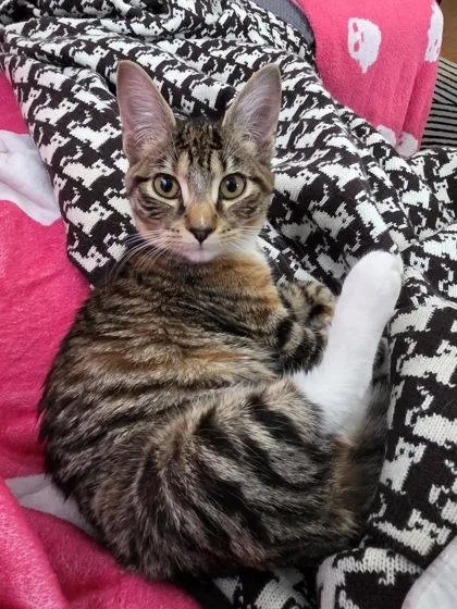 Crab Ball thumbnail 2