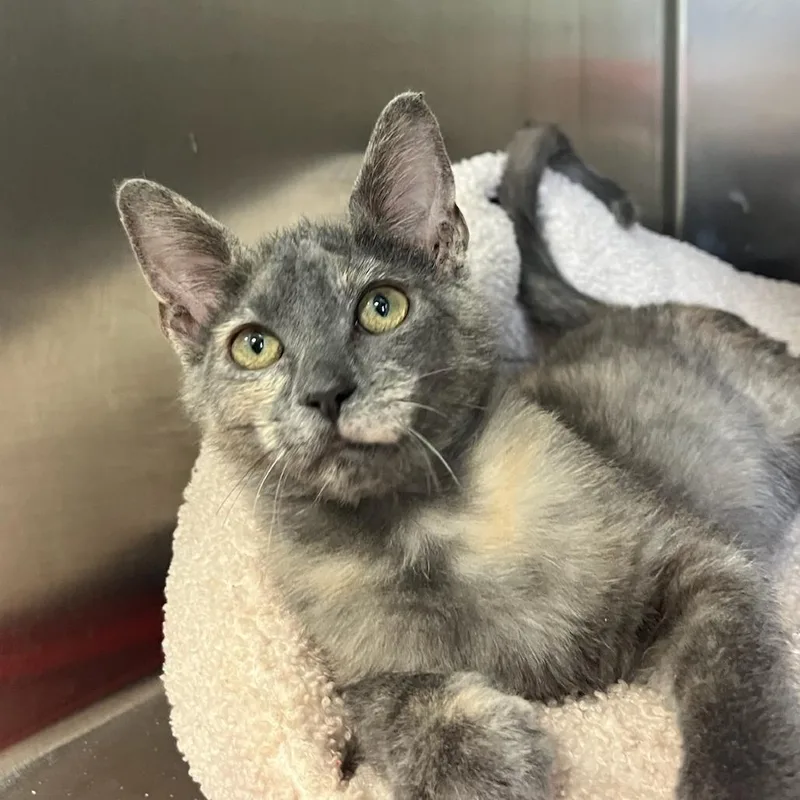 Doodle Bug thumbnail 2