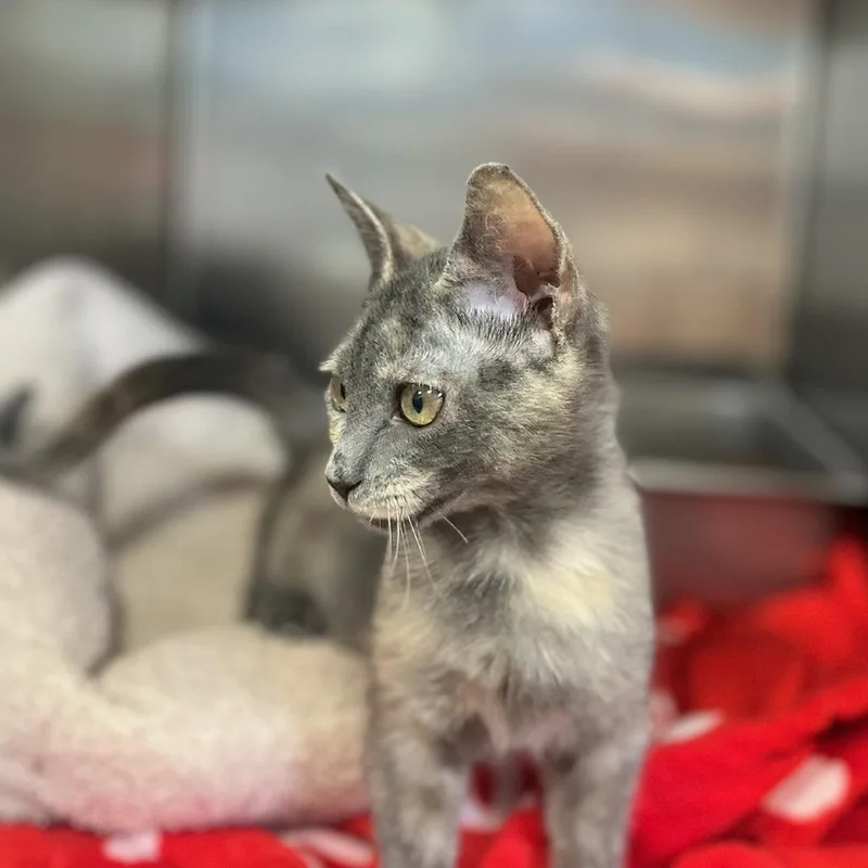 Doodle Bug thumbnail 3