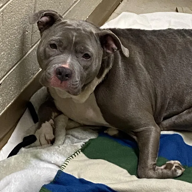 Bluebelle thumbnail 2