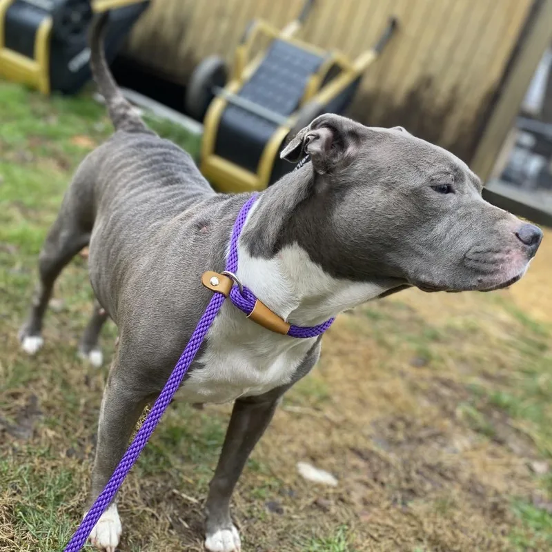 Bluebelle thumbnail 3