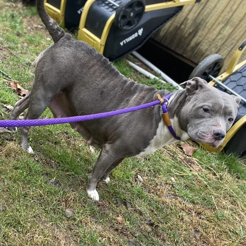 Bluebelle thumbnail 4