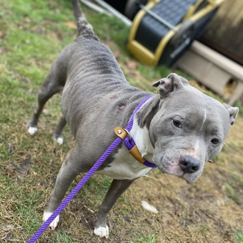 Bluebelle thumbnail 5