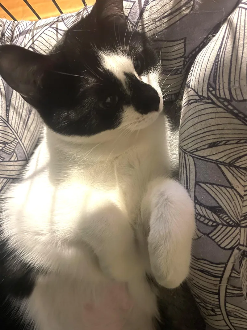 Diamond Bonded With Mouse thumbnail 2