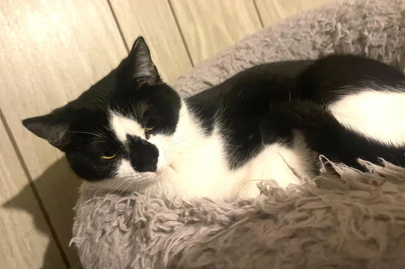 Diamond Bonded With Mouse thumbnail 3