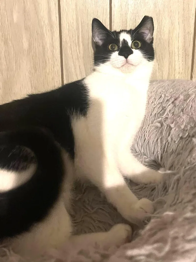 Diamond Bonded With Mouse